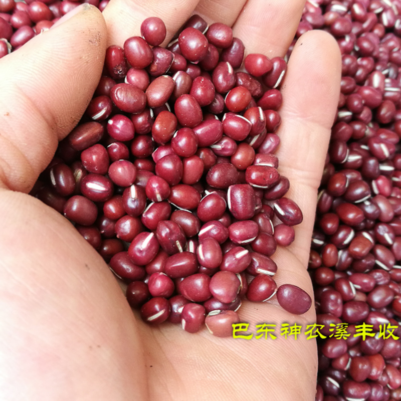 湖北土特产恩施农家自产干红豆高山红小豆赤豆五谷杂粮粥500g