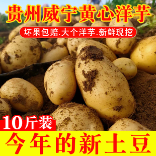 贵州威宁黄心土豆新鲜高山农家老品种洋芋黄心黄皮马铃薯现挖10斤
