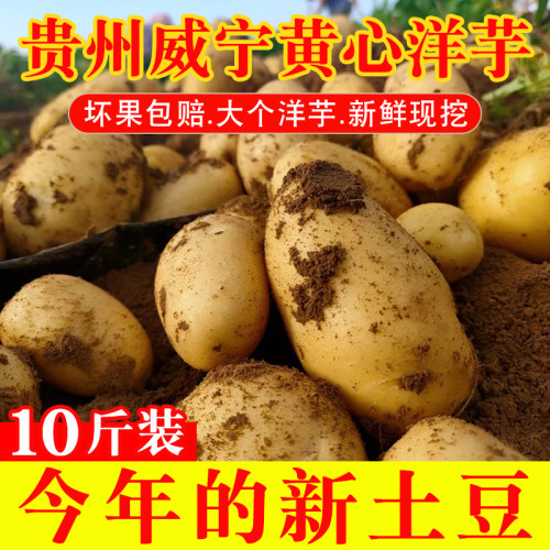 贵州威宁黄心新鲜土豆现挖10斤