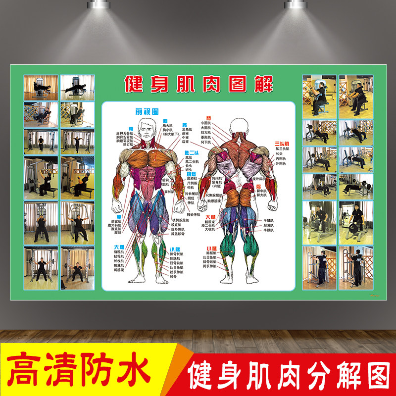 健身房人体肌肉图解教练教学示意图健身馆肌肉前视后视图海报贴画