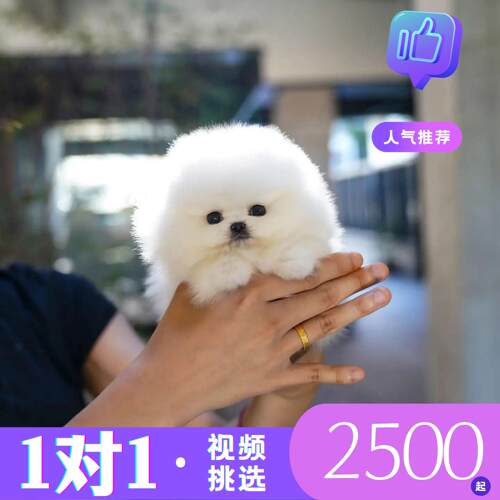 哈多利博美俊介素材模板 哈多利博美俊介图片下载 小麦优选 哈多利博美俊介素材模板 哈多利博美俊介图片下载 小麦优选