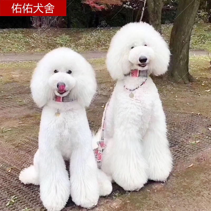 纯种巨型贵宾白色巨贵犬巨型泰迪幼犬大泰迪棕色灰色大贵宾狗狗仔