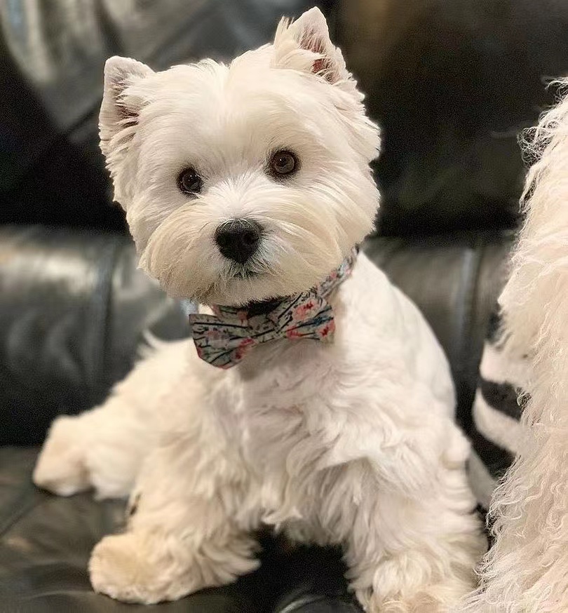 塞级犬舍直销小型狗西高地高颜值