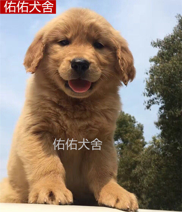 小狗活体大型纯种金毛幼犬