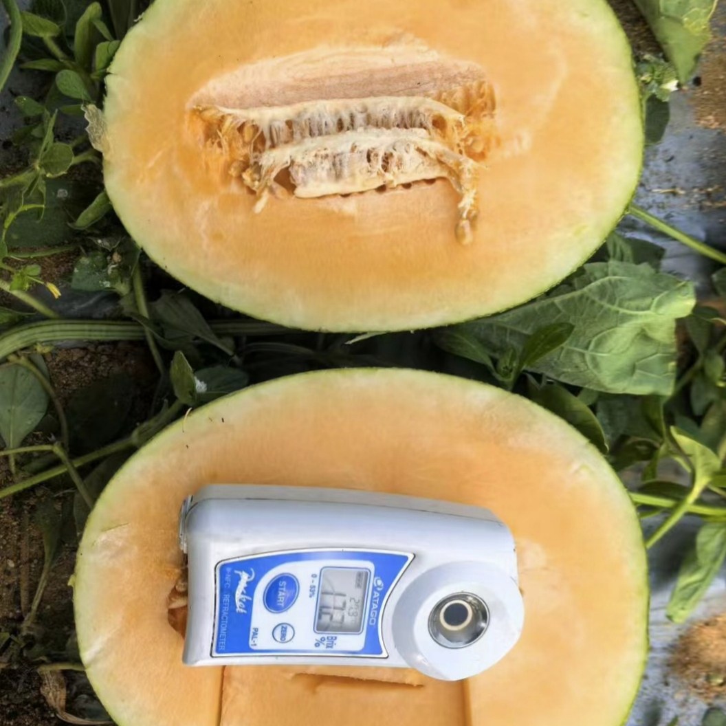 都知果海南哈密瓜大果 新鲜水果蜜瓜西州蜜网纹瓜成都发货