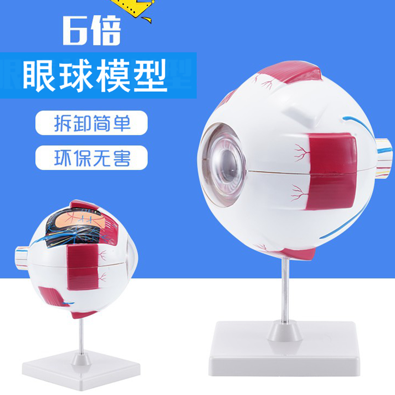 幼儿园生命科学区探索教具人体器官眼球模型可拆卸眼构造教学仪器