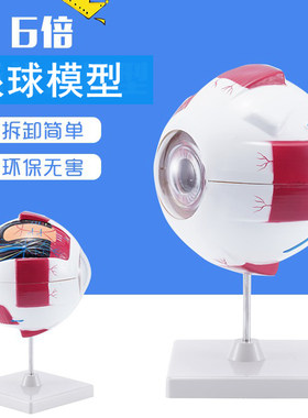 人体眼球模型可拆卸6倍放大