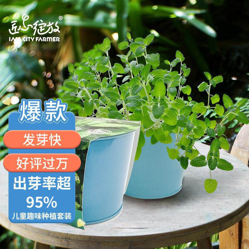 IAM City Farmer 薄荷罗勒百里香 DIY趣味种植盆栽 桌面种植盆栽怎么看?