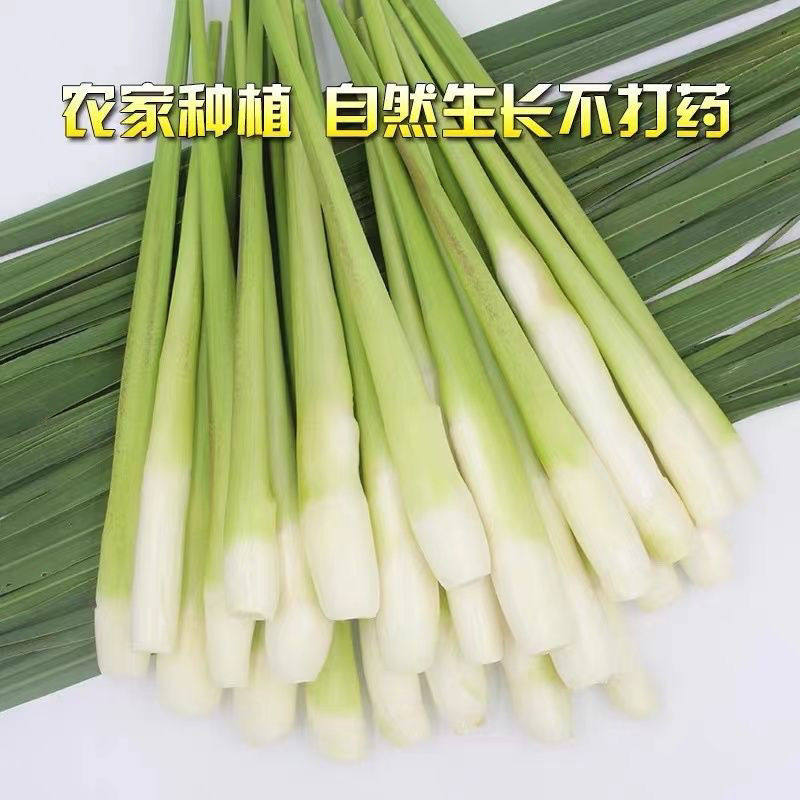 浙江高山农家无添加茭白新鲜特价批发瓜时令蔬菜高笋鲜嫩竹笋孕妇