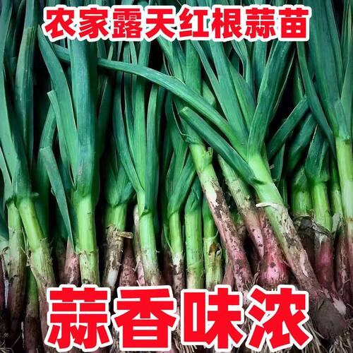 新鲜现挖现发露天大蒜苗红根香蒜苗大蒜叶子