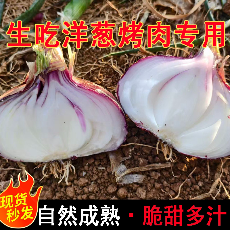 洋葱新鲜紫皮烤肉红皮黄皮深紫元葱5斤10斤现挖圆葱头农家3蔬菜