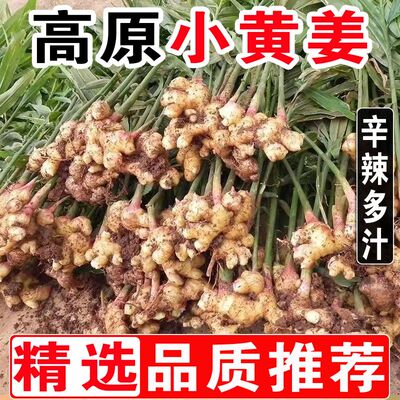 农家鲜姜小黄姜嫩姜生姜