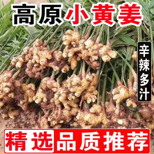 农家鲜姜小黄姜嫩姜生姜