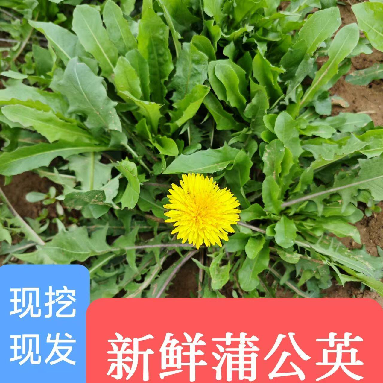 新鲜现挖蒲公英食用野生带根纯山野菜天然特级婆婆丁苗药用嫩叶