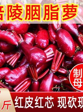 重庆涪陵红心萝卜新鲜透心红胭脂萝卜红皮红心泡菜萝卜非紫美人