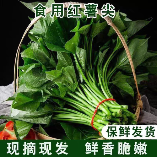 浙江红薯尖新鲜现挖红薯叶地瓜叶嫩尖食用番薯叶苕尖天然蔬菜