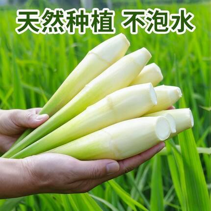 浙江农家无添加茭白新鲜特价批发瓜时令蔬菜高笋鲜嫩竹笋孕妇