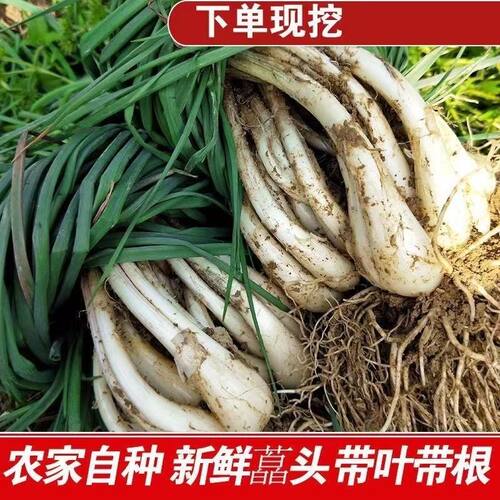 浙江新鲜现挖藠头生头藠头教头可腌制泡菜农家带叶带根须