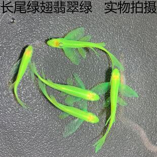 翡翠绿大帆长鳍尾蝶翼斑马活体观赏鱼淡水的热带鱼新手饲养草缸