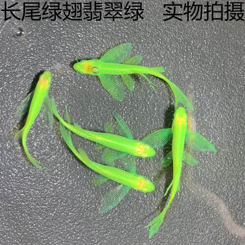 小型淡水热带鱼直播翡翠绿