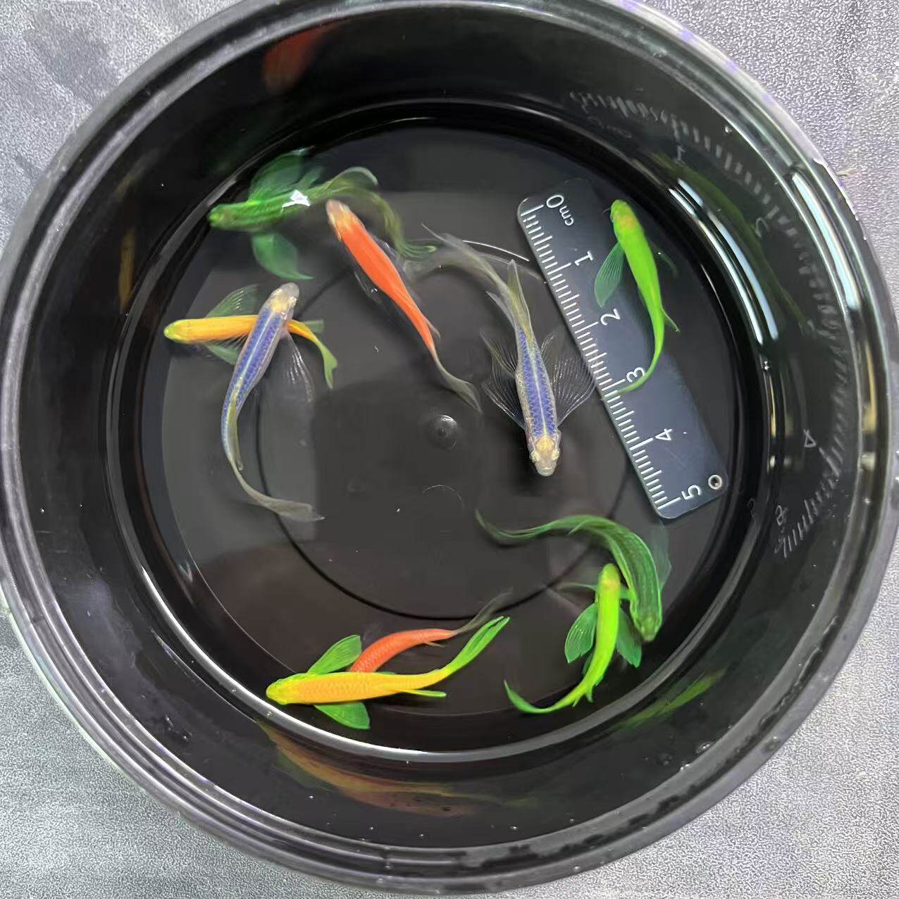 翡翠绿大帆长鳍尾蝶翼斑马活体观赏鱼淡水的热带鱼新手饲养草缸