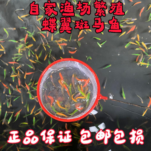 混搭蝶翼斑马活体淡水热带鱼观背古法养鱼龙凤翡翠绿红仙蓝莓暗夜