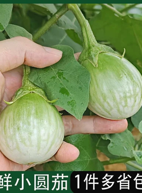 新鲜小圆茄新鲜现摘泰式大圆茄东南亚餐厅食材脆茄咖喱茄子可生吃