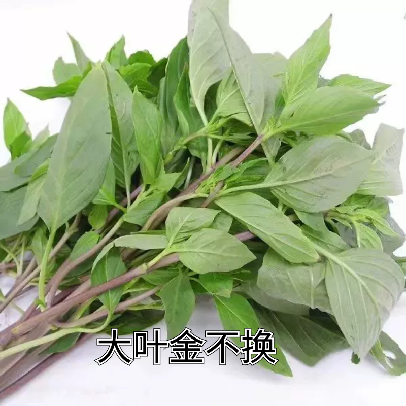 新鲜金不换九层塔食用香料罗勒叶三杯鸡炒花甲鸡红杆金不换香料菜