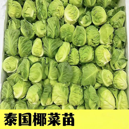 新鲜椰菜苗酒店特色蔬菜雪莲苗椰菜侧芽雪莲菜包菜芽500g