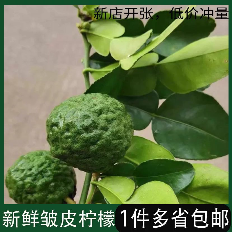 新鲜粗皮柠檬 丑柠檬 毛里橙东南亚菜系用5个装包邮