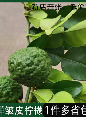 新鲜粗皮柠檬 丑柠檬 毛里橙东南亚菜系用5个装包邮