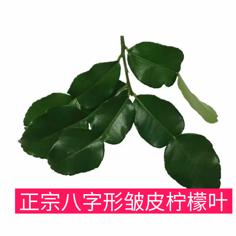 新鲜泰式粗皮柠叶冬阴功汤丑柠檬柠檬叶皱皮柠檬叶冬阴功汤原材料