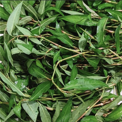 新鲜香柳叻沙叶鱼生草新鲜香柳叶香蓼辣蓼越南香料鱼生料