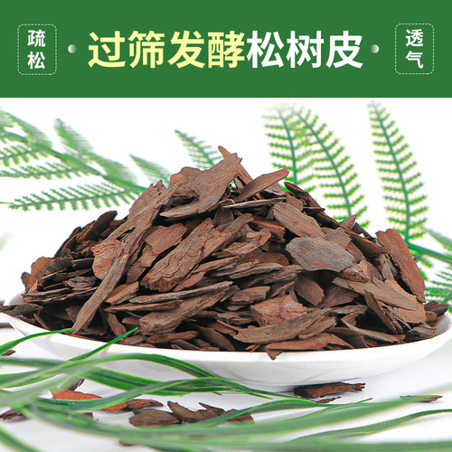 松树皮松磷兰花君子兰兰科植料