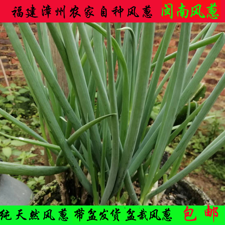 闽南风葱 漳州风葱 厦门风葱 泉州风葱 农家风葱 葱