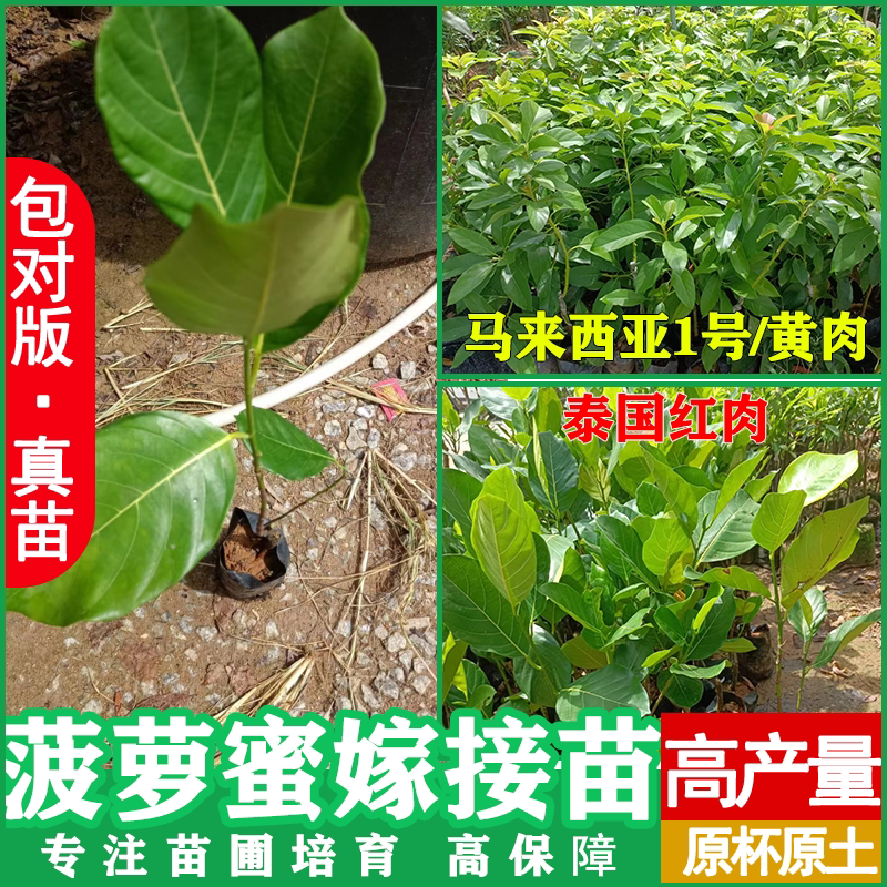 菠萝蜜树树苗嫁接泰国8号红肉1