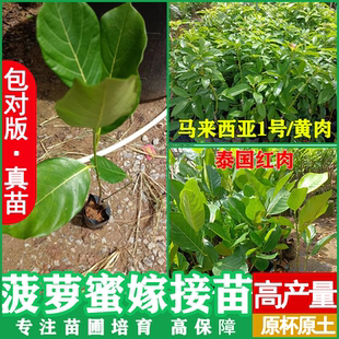 菠萝蜜树树苗嫁接泰国8号红肉12马来西亚1号庭院木带土菠萝蜜干包