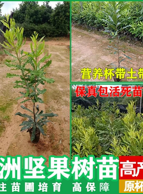 坚果苗树苗 夏威夷果树苗 坚果苗坚果小苗南方北方种植当年结果
