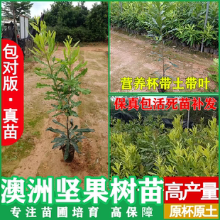 坚果苗树苗 夏威夷果树苗 坚果苗坚果小苗南方北方种植当年结果