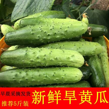 旱黄瓜5斤 新鲜沙拉蔬菜绿荷兰小青瓜刺皮水果农家孕妇脆嫩非白玉