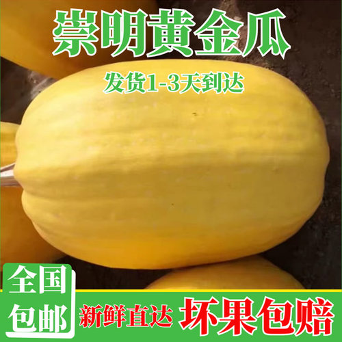 黄金瓜上海崇明岛金丝瓜绞瓜搅瓜