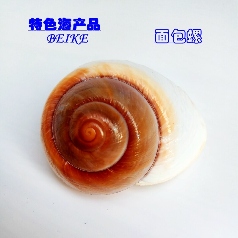 天然贝壳海螺面包螺鱼缸水族箱造景装饰多肉盆栽地台摆件拍摄道具