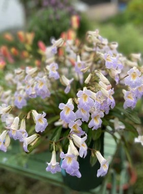 报春苦苣苔白花紫花皮草草本花卉耐阴耐热室内阳台开花植物易爆花