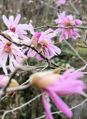 【星花玉兰】玫瑰皇家之星玫瑰粉黛庭院早春花木兰日本进口盆栽苗