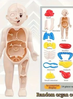 1pc Educational Transparent Human Anatomy Torso Model with P