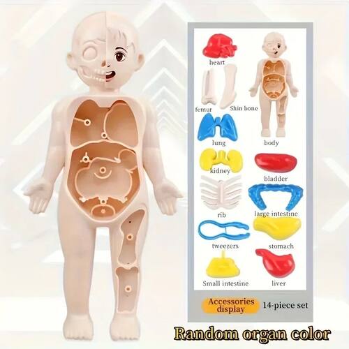 1pc Educational Transparent Human Anatomy Torso Model with P