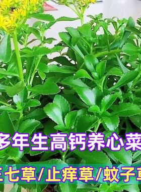 养心菜可食用蚊虫叮咬止痒消肿