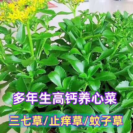 养心菜可食用植物三七草蚊虫叮咬止痒消肿高钙养心菜阳台庭院盆栽