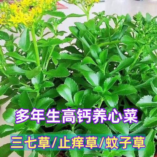 养心菜可食用蚊虫叮咬止痒消肿