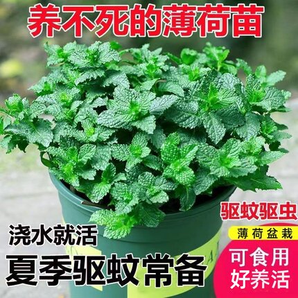 薄荷盆栽可食用留兰香薄荷苗驱蚊植物净化空气水培绿植耐寒好养